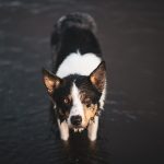 Dog Poop Pickup in Madison Heights