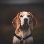 Dog Poop Pickup in Madison Heights