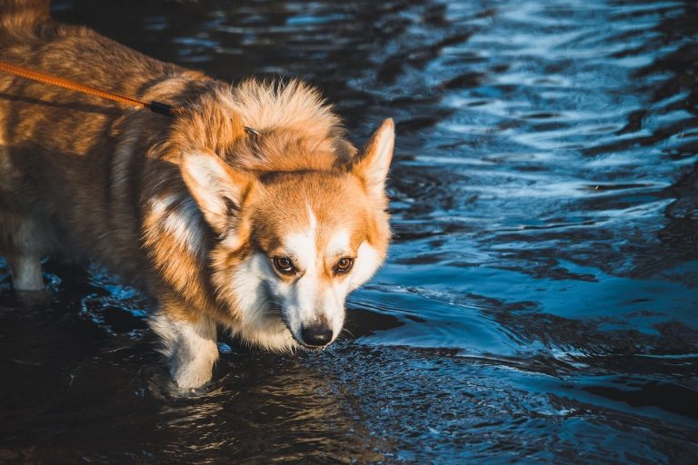 Dog Poop Pickup in Madison Heights