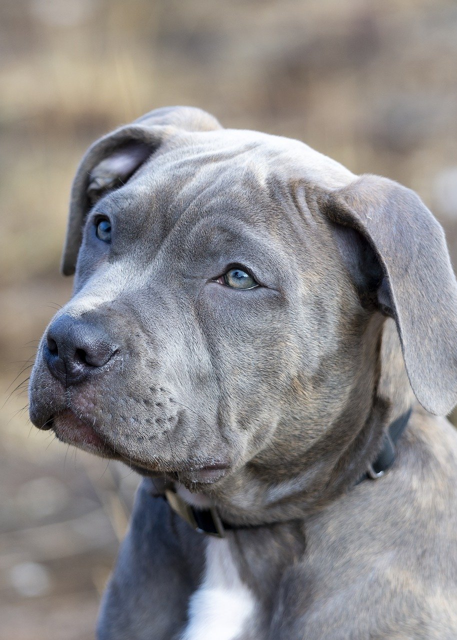 Dog Poop Pickup in Madison Heights