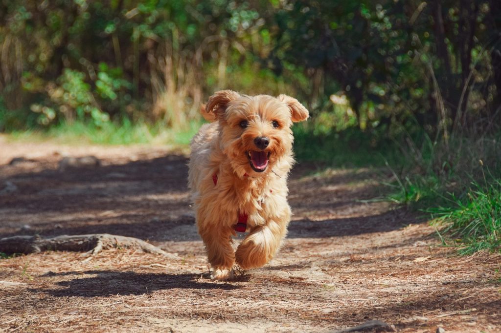 Dog Poop Pickup in Madison Heights